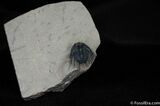 Spiny Lichid Trilobite Leonaspis #455-2